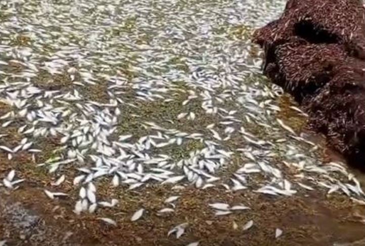 Misterio en Puerto Morelos: cientos de peces aparecen muertos en la playa