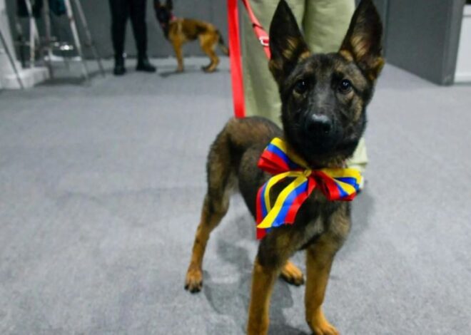 Venezuela dona una perrita a México y enviará dos canes para capacitación con el Ejército Mexicano