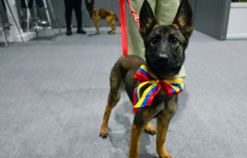 Venezuela dona una perrita a México y enviará dos canes para capacitación con el Ejército Mexicano