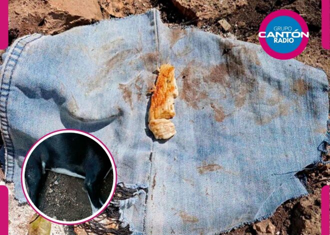 ¡Alerta también en Cobá! Denuncian ola de perros presuntamente envenenados
