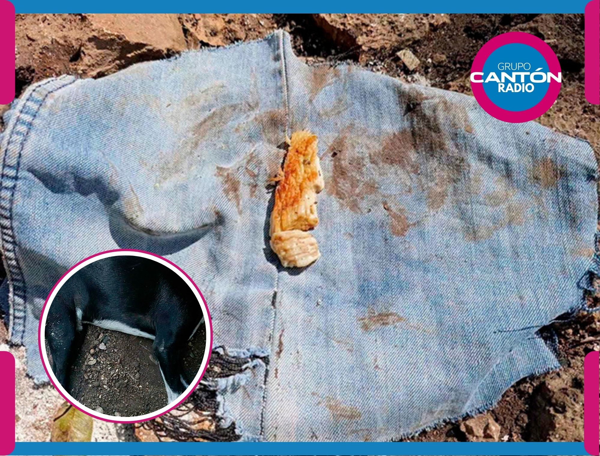 ¡Alerta también en Cobá! Denuncian ola de perros presuntamente envenenados