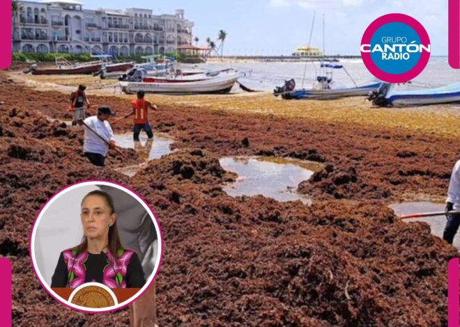 Caribe Mexicano se defiende: alistan Sheinbaum y empresarios ofensiva contra el sargazo
