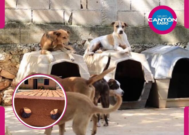 Del mar al refugio: sargazo dará techo a perros y gatos en Cancún
