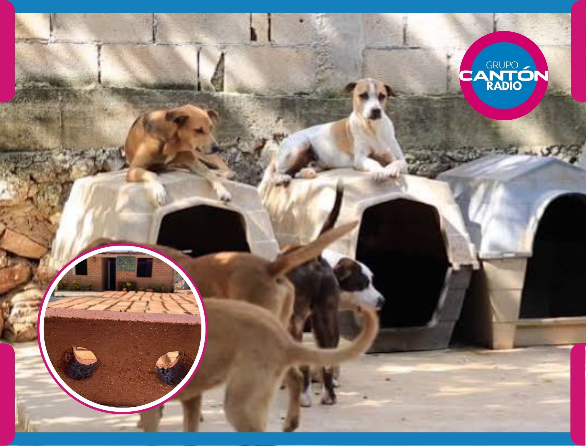 Del mar al refugio: sargazo dará techo a perros y gatos en Cancún