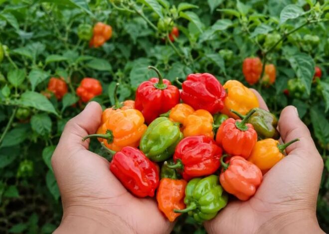 Tras 18 años, nace el Consejo Regulador del Chile Habanero de Yucatán