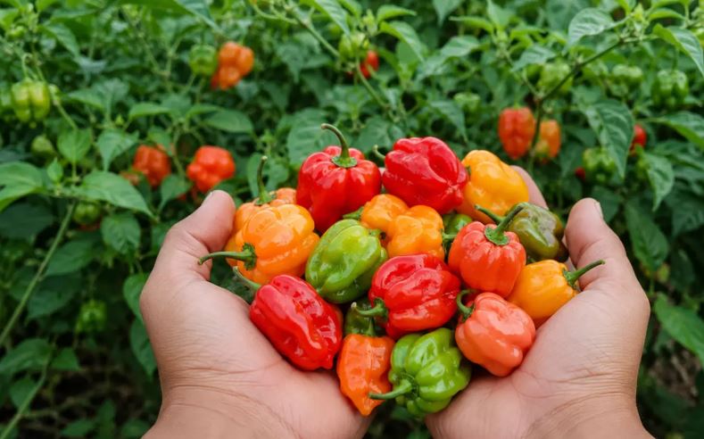 Tras 18 años, nace el Consejo Regulador del Chile Habanero de Yucatán