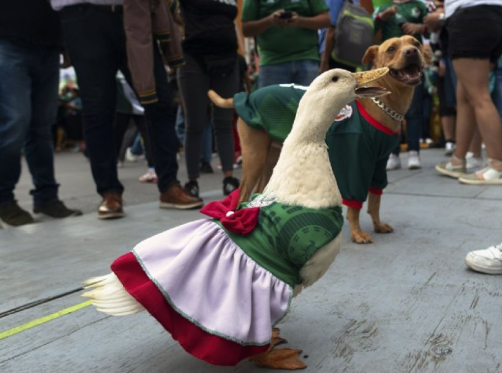 Mascotas: Expertos alertan por exponer a los animales a las fiestas del Mundial