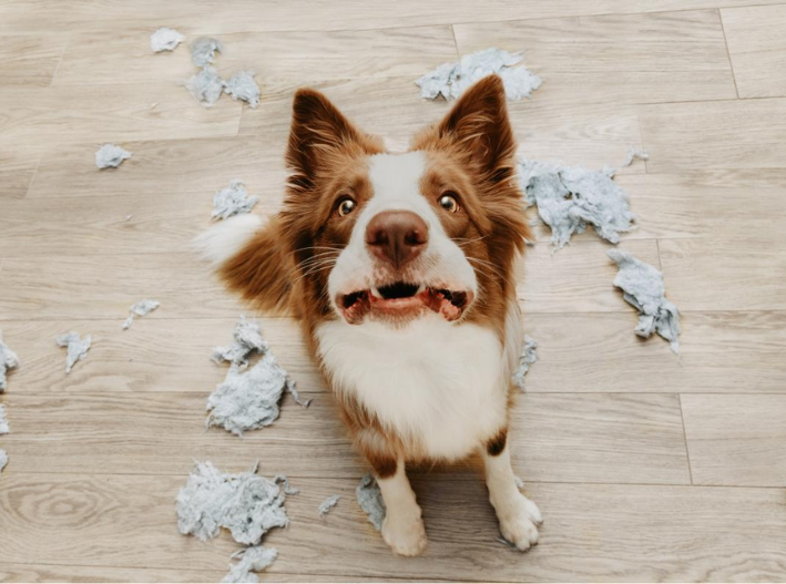 ¿Cómo saber si tu mascota tiene ansiedad?