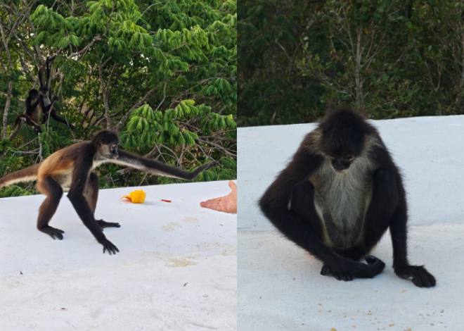 Deforestación acerca a monos araña a zona habitacional en Puerto Morelos