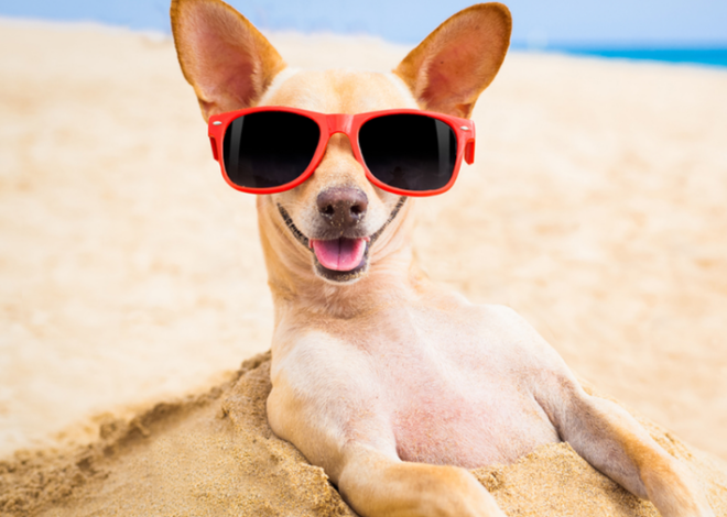 Mascotas: Así puedes disfrutar la playa con tu ‘lomito’ y proteger a las tortugas marinas
