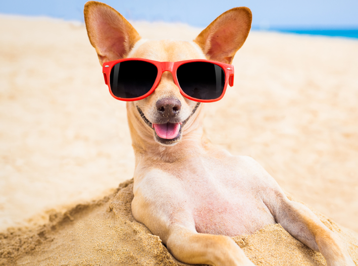 Mascotas: Así puedes disfrutar la playa con tu ‘lomito’ y proteger a las tortugas marinas