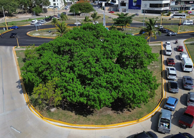 Cancún planta batalla al calor con 3 mil árboles