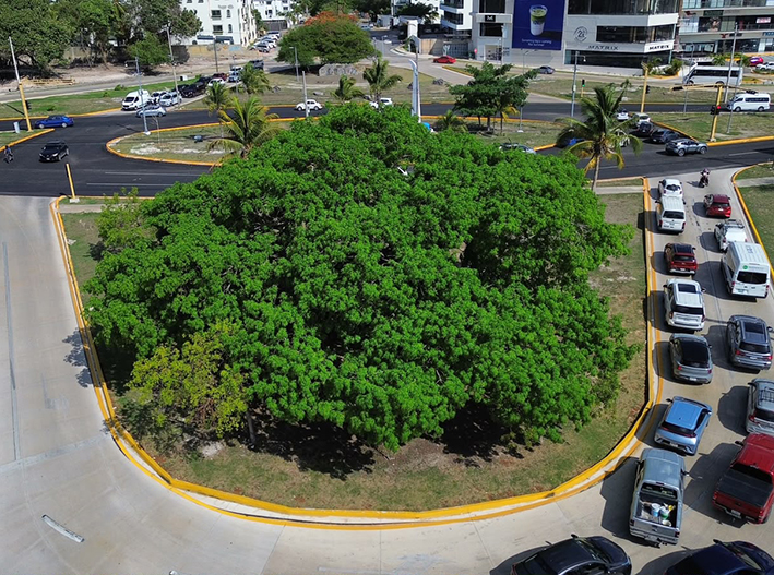 Cancún planta batalla al calor con 3 mil árboles