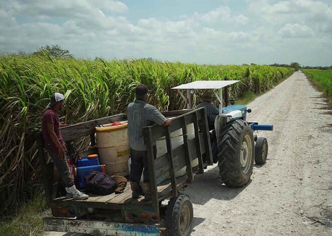 El campo se queda solo: jóvenes abandonan comunidades de Quintana Roo