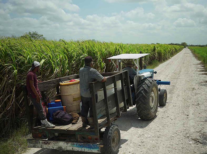 El campo se queda solo: jóvenes abandonan comunidades de Quintana Roo