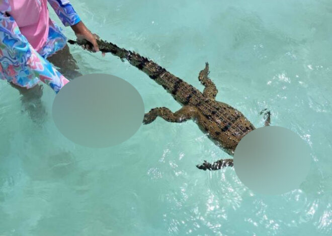 ¡Indignación en Bacalar! Hallan cocodrilo decapitado en la Laguna de los Siete Colores