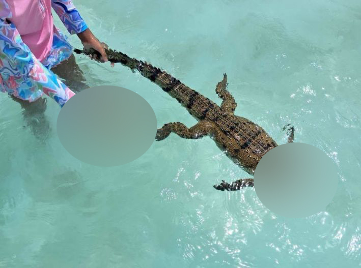 ¡Indignación en Bacalar! Hallan cocodrilo decapitado en la Laguna de los Siete Colores