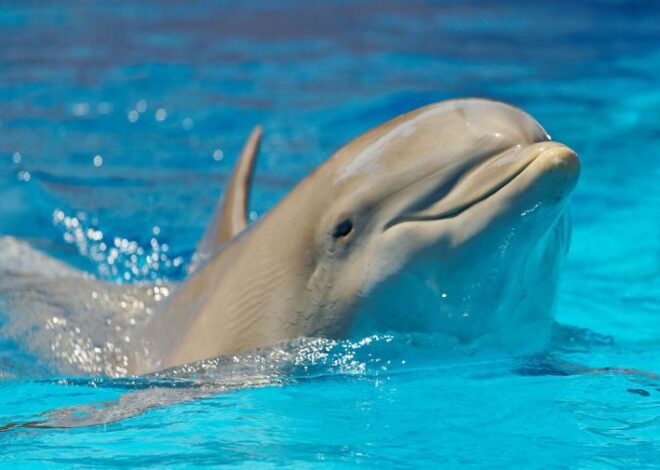 Quintana Roo alista el primer santuario de delfines en Cozumel