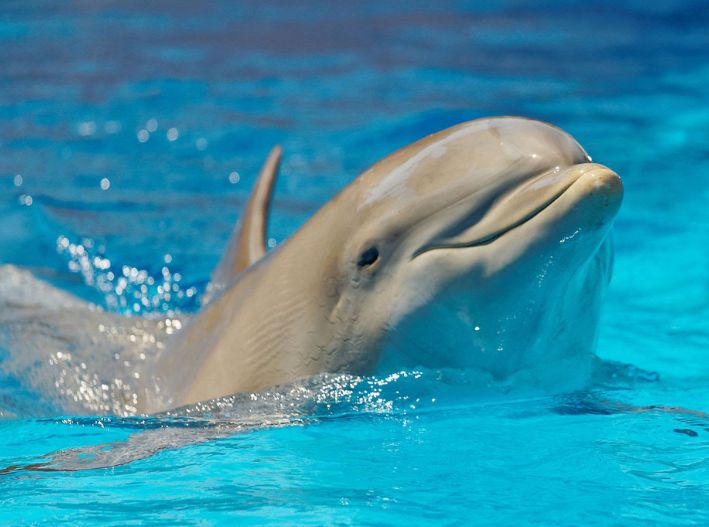 Quintana Roo alista el primer santuario de delfines en Cozumel