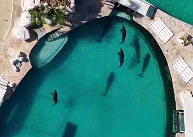 The Dolphin Company busca vender parques acuáticos con todo y delfines