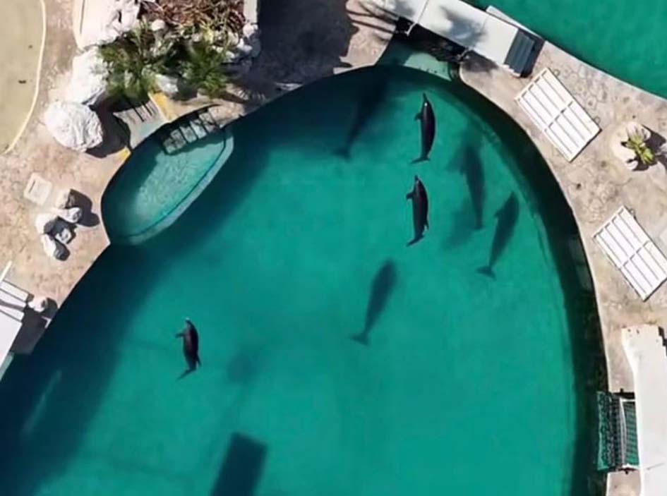 The Dolphin Company busca vender parques acuáticos con todo y delfines