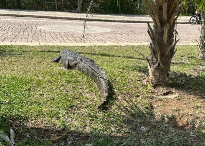 Entre playas y resorts: el hogar oculto de los cocodrilos en Cancún