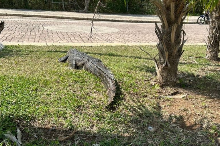 Entre playas y resorts: el hogar oculto de los cocodrilos en Cancún
