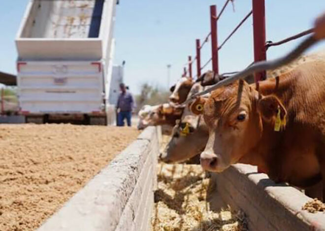 ¡Se abre la frontera! EU vuelve a comprar ganado mexicano