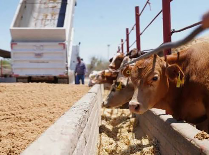¡Se abre la frontera! EU vuelve a comprar ganado mexicano