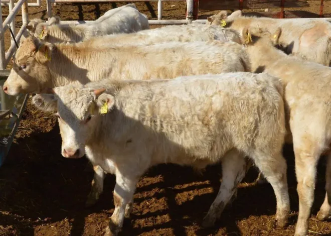 El gusano barrenador pone en jaque a la ganadería de Chihuahua