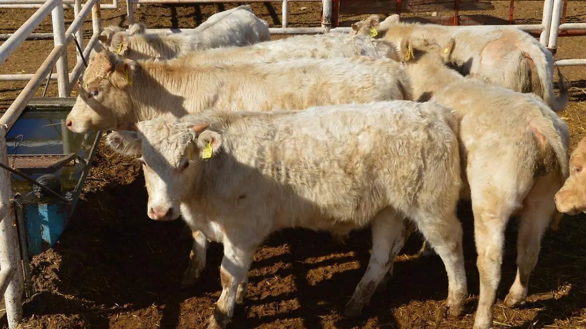 El gusano barrenador pone en jaque a la ganadería de Chihuahua