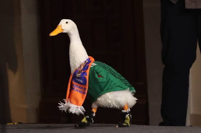 La fiebre por Merlín continúa: la Lotería Nacional inmortaliza al pato viral