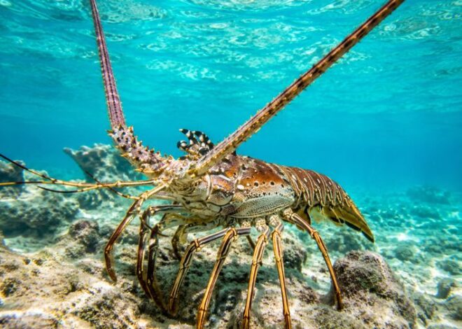 Sargazo amenaza temporada de langosta en Quintana Roo; pescadores buscan superar las 50 toneladas