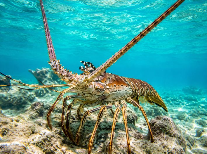 Sargazo amenaza temporada de langosta en Quintana Roo; pescadores buscan superar las 50 toneladas