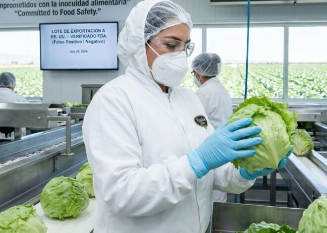 Desmiente FDA contaminación en lechuga mexicana; confirma “falso positivo” tras análisis