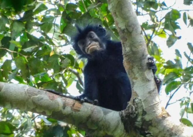Descubren en África una nueva especie de mono con labios naranjas
