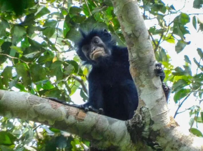Descubren en África una nueva especie de mono con labios naranjas