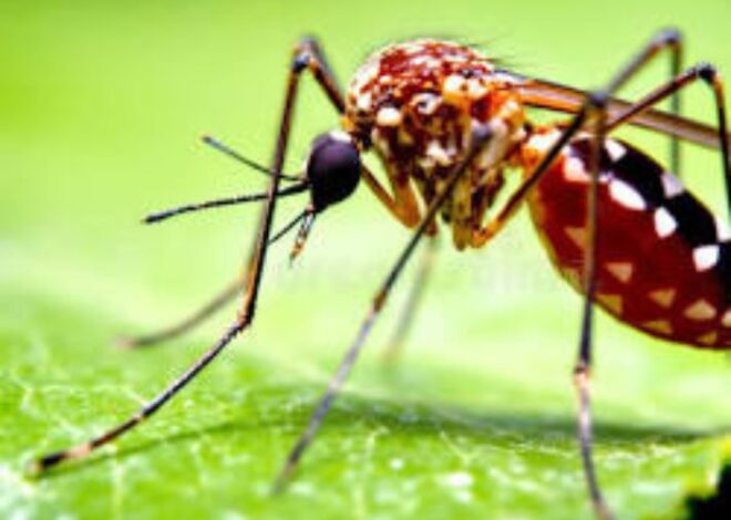 Alerta por dengue en Quintana Roo: Confirman primera muerte y repunte de casos