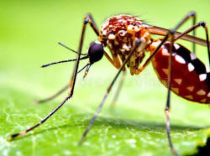 Alerta por dengue en Quintana Roo: Confirman primera muerte y repunte de casos