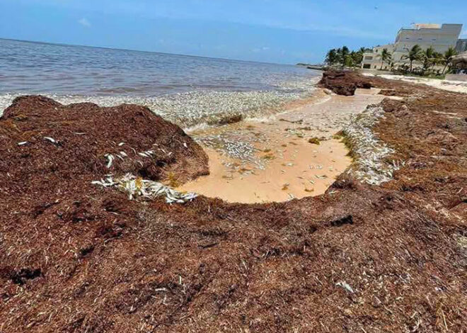 Van tres oleadas de peces muertos en Puerto Morelos