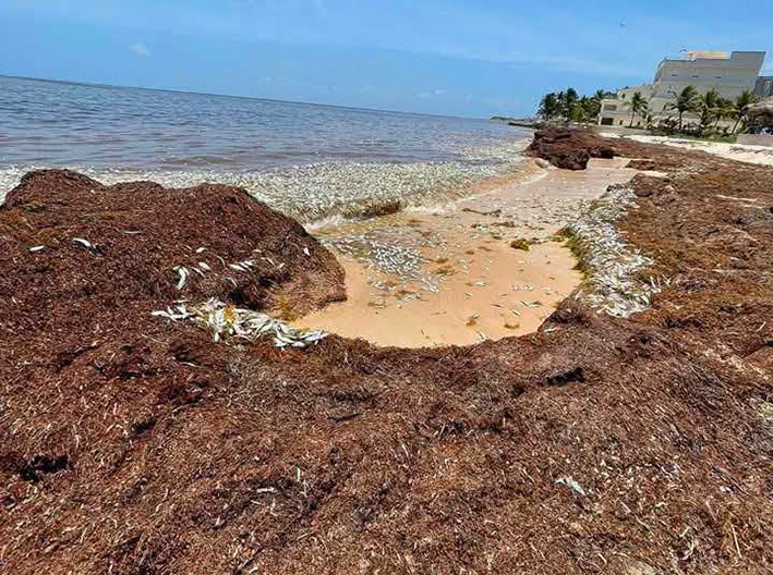 Van tres oleadas de peces muertos en Puerto Morelos