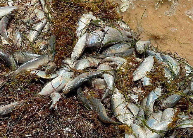 Descartan desastre ambiental por peces muertos en Puerto Morelos