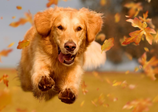 Día Mundial del Perro: 7 señales de que tu mascota es realmente feliz