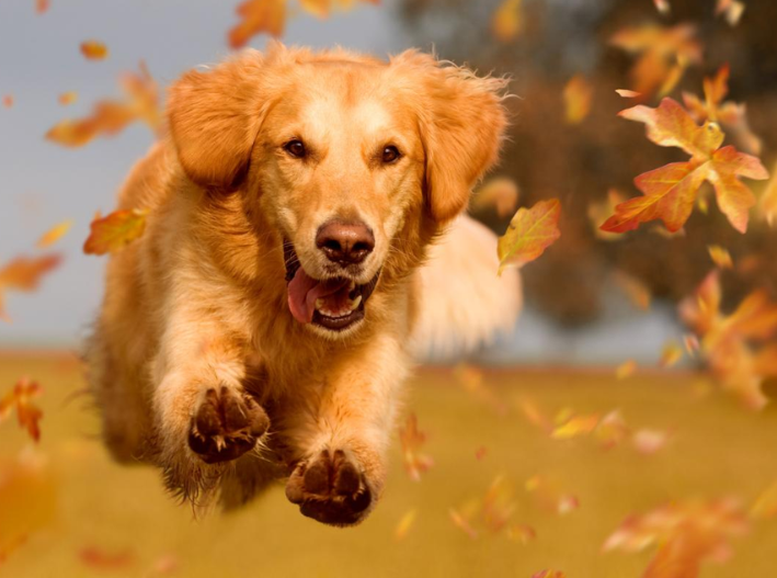Día Mundial del Perro: 7 señales de que tu mascota es realmente feliz