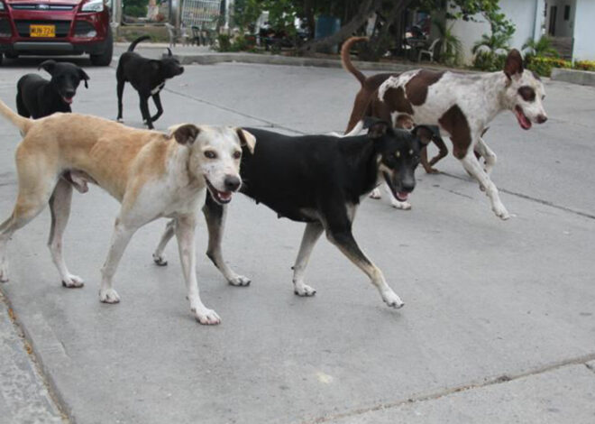 Cancún enfrenta otra crisis: crece el abandono de perros y gatos