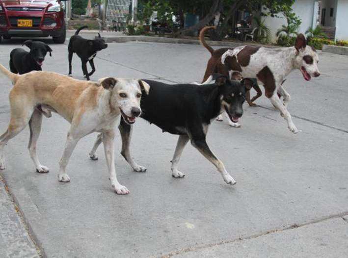 Cancún enfrenta otra crisis: crece el abandono de perros y gatos