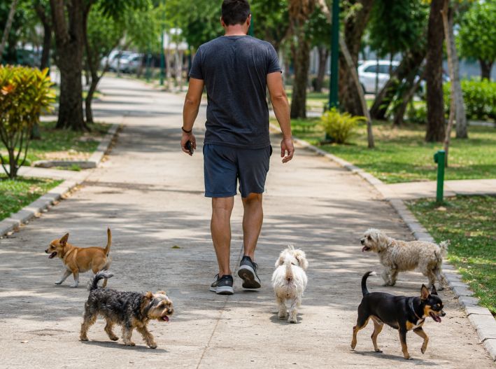 Pasear a tu perro sin correa podría costarte una multa en Cancún