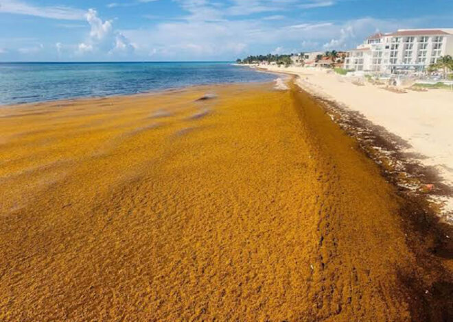 ¡Alerta roja! Nueve mil toneladas de sargazo golpean diario a Quintana Roo
