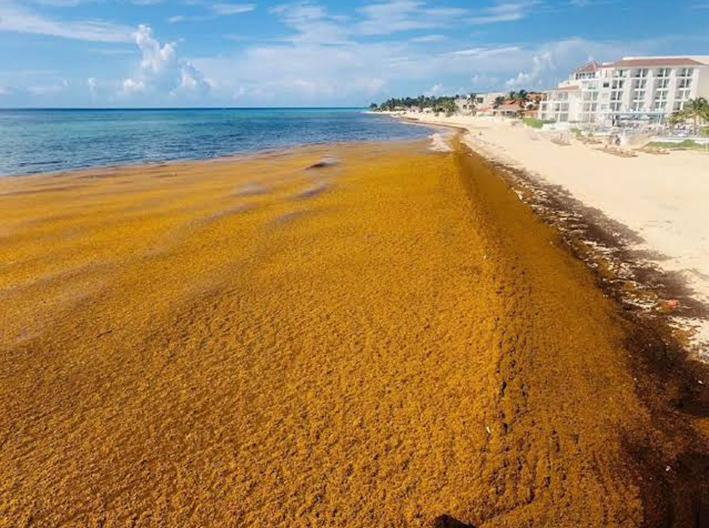¡Alerta roja! Nueve mil toneladas de sargazo golpean diario a Quintana Roo