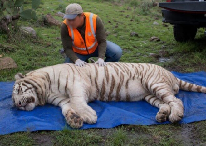 Disparo en la cabeza: así murió el tigre de Bengala Kenzo